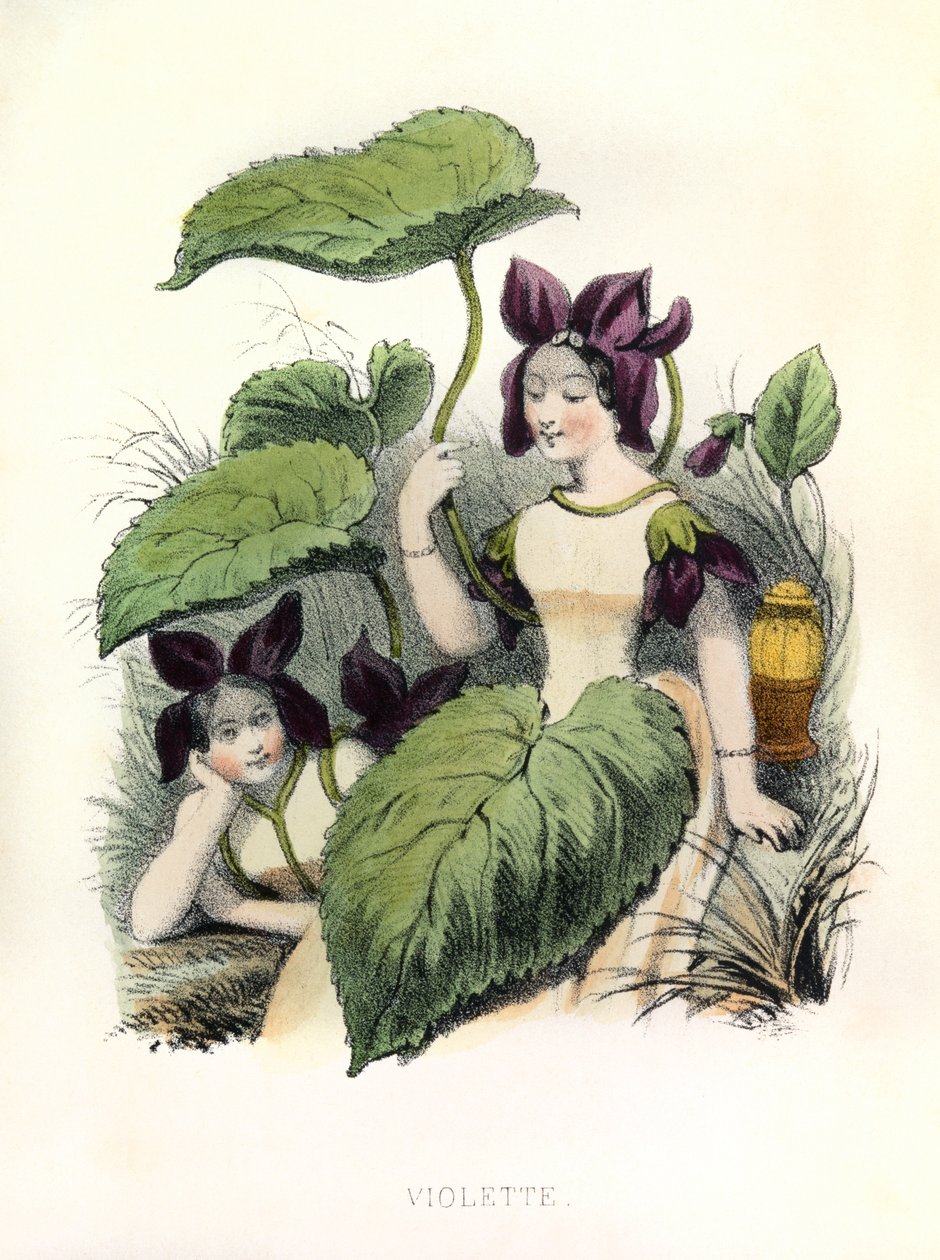 寓言故事 , La Violette 作者 路易斯·西蒙 (1810 1870) 拉萨尔