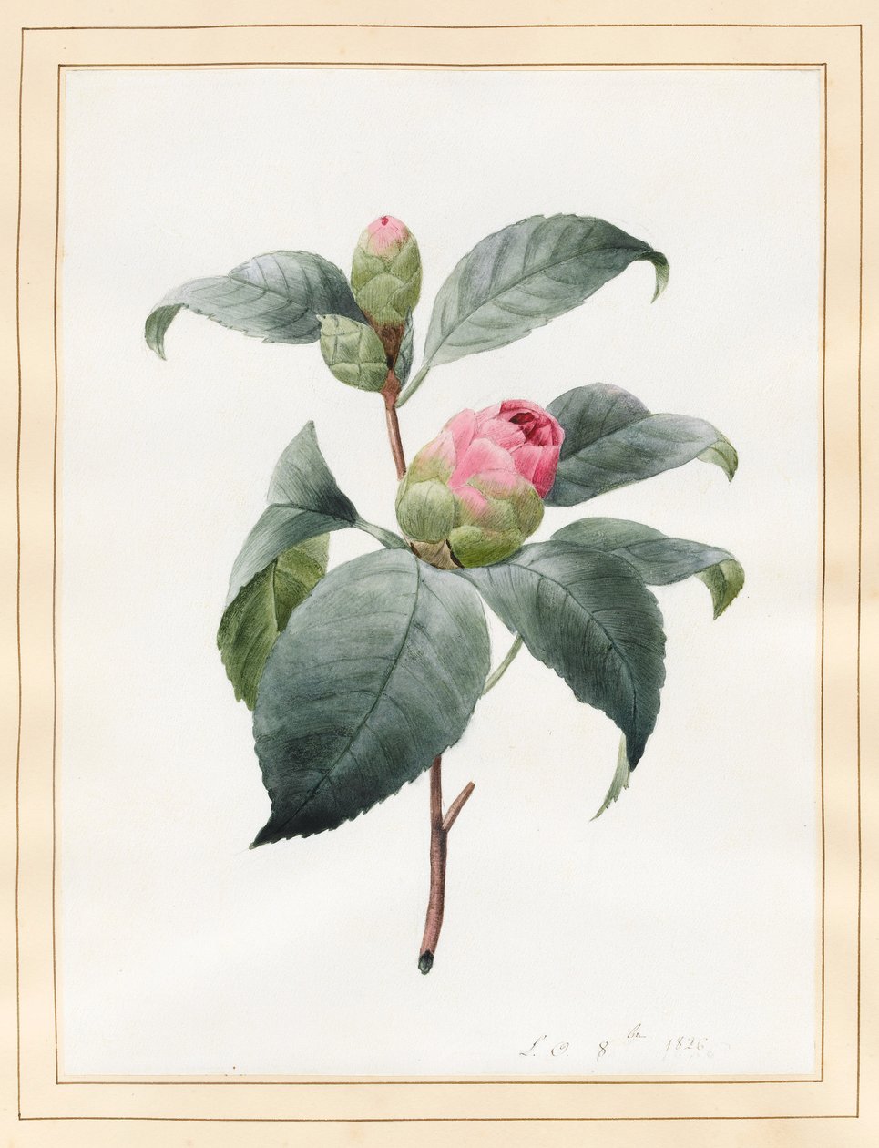 山茶花，1826年（在牛皮纸上的wc） 作者 路易丝·多林斯