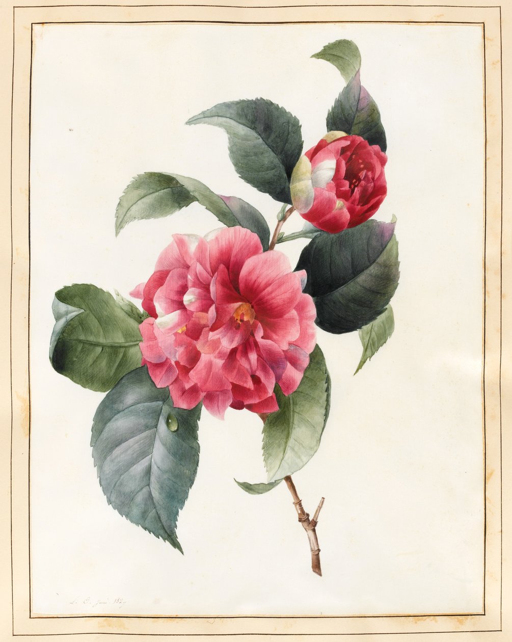 山茶花，1827年（wc与牛皮纸上的一些体色） 作者 路易丝·多林斯