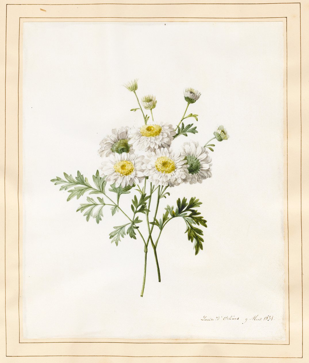 菊花Parthenium（Batchelors Buttons），1831年（wc与牛皮纸上的一些体色） 作者 路易丝·多林斯