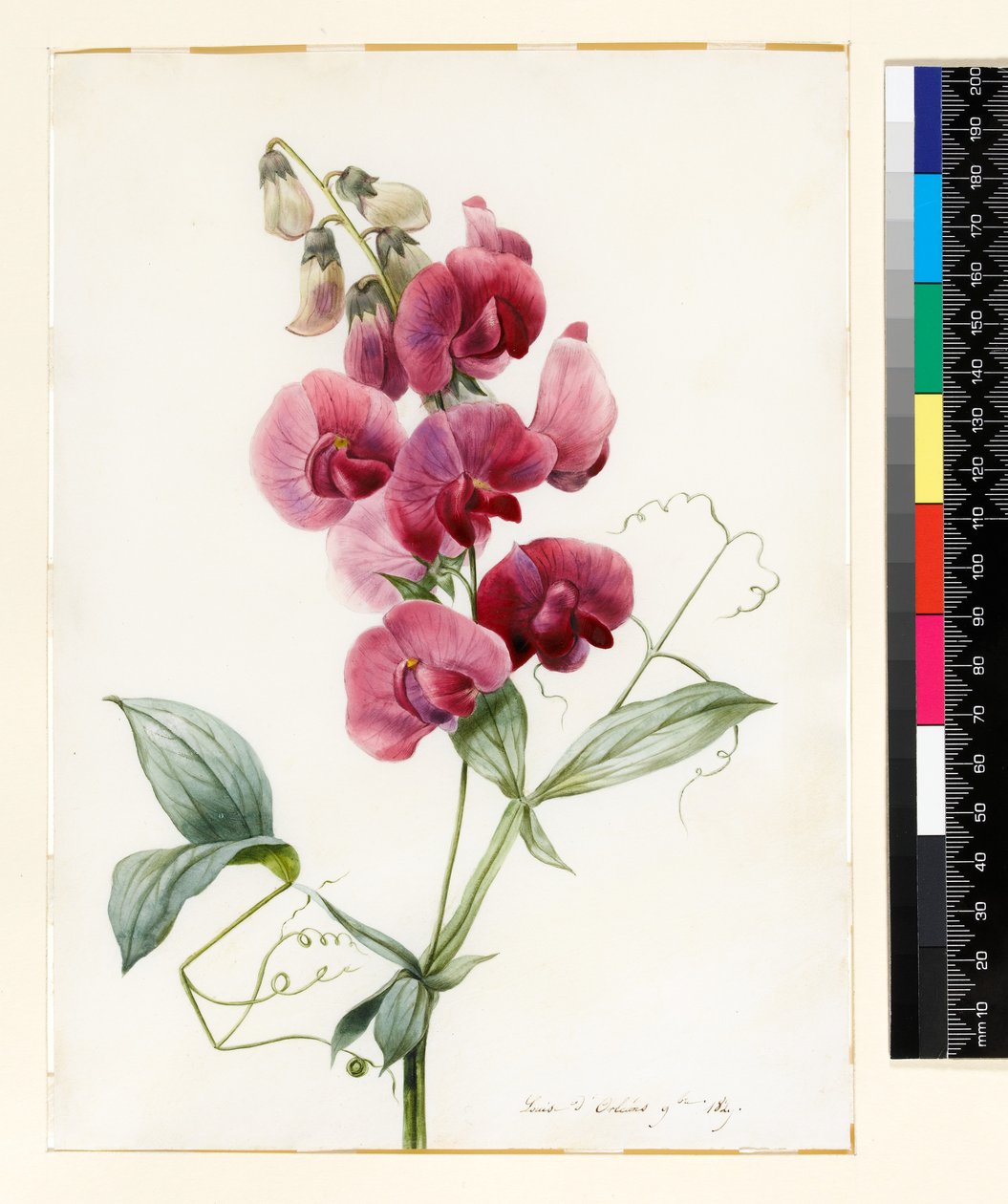 Lathyrus latifolius（Everlasting Pea） 作者 路易丝·多林斯