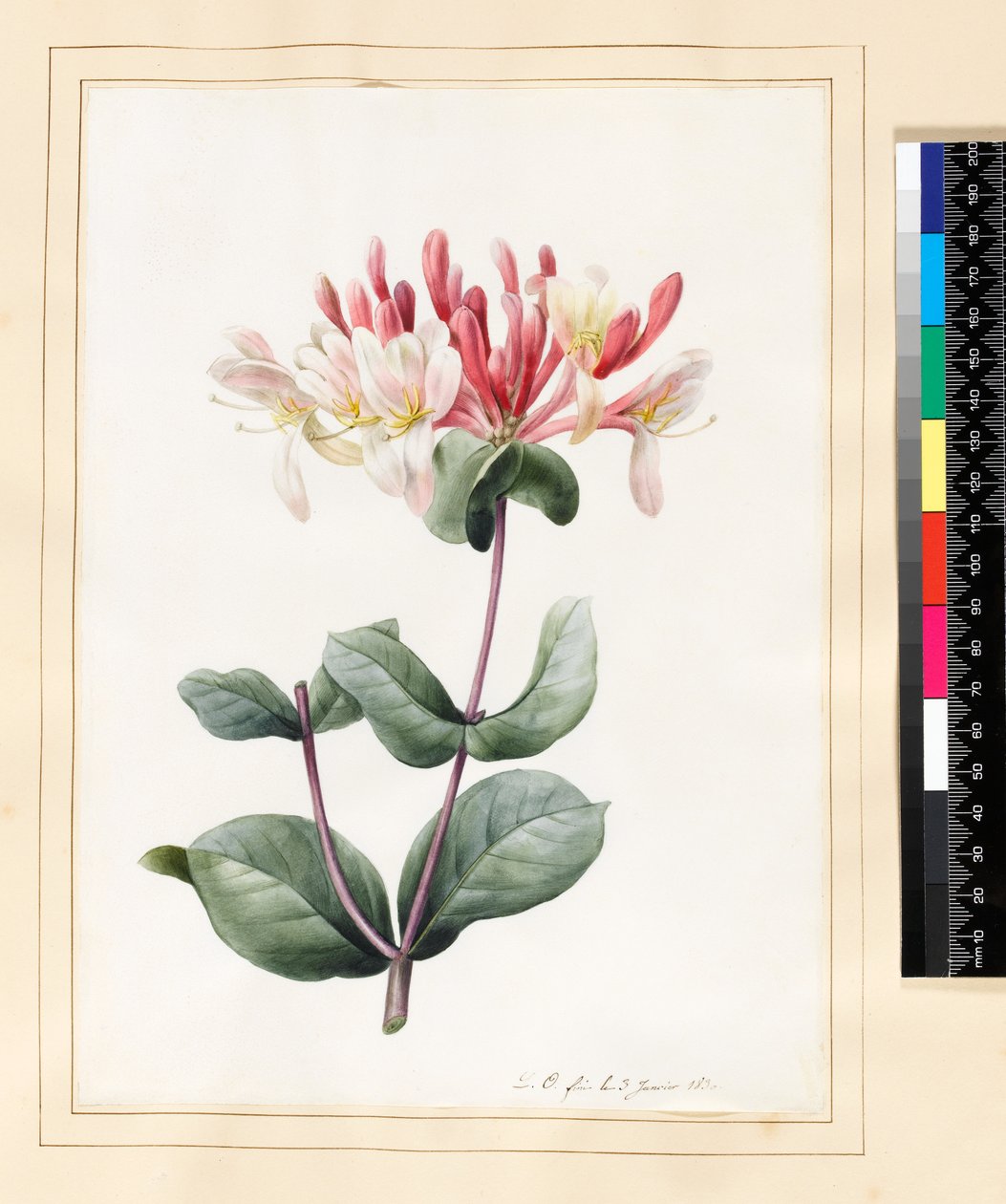 Lonicera Periclymenum（金银花）1830年（在牛皮纸上的水粉和水粉） 作者 路易丝·多林斯