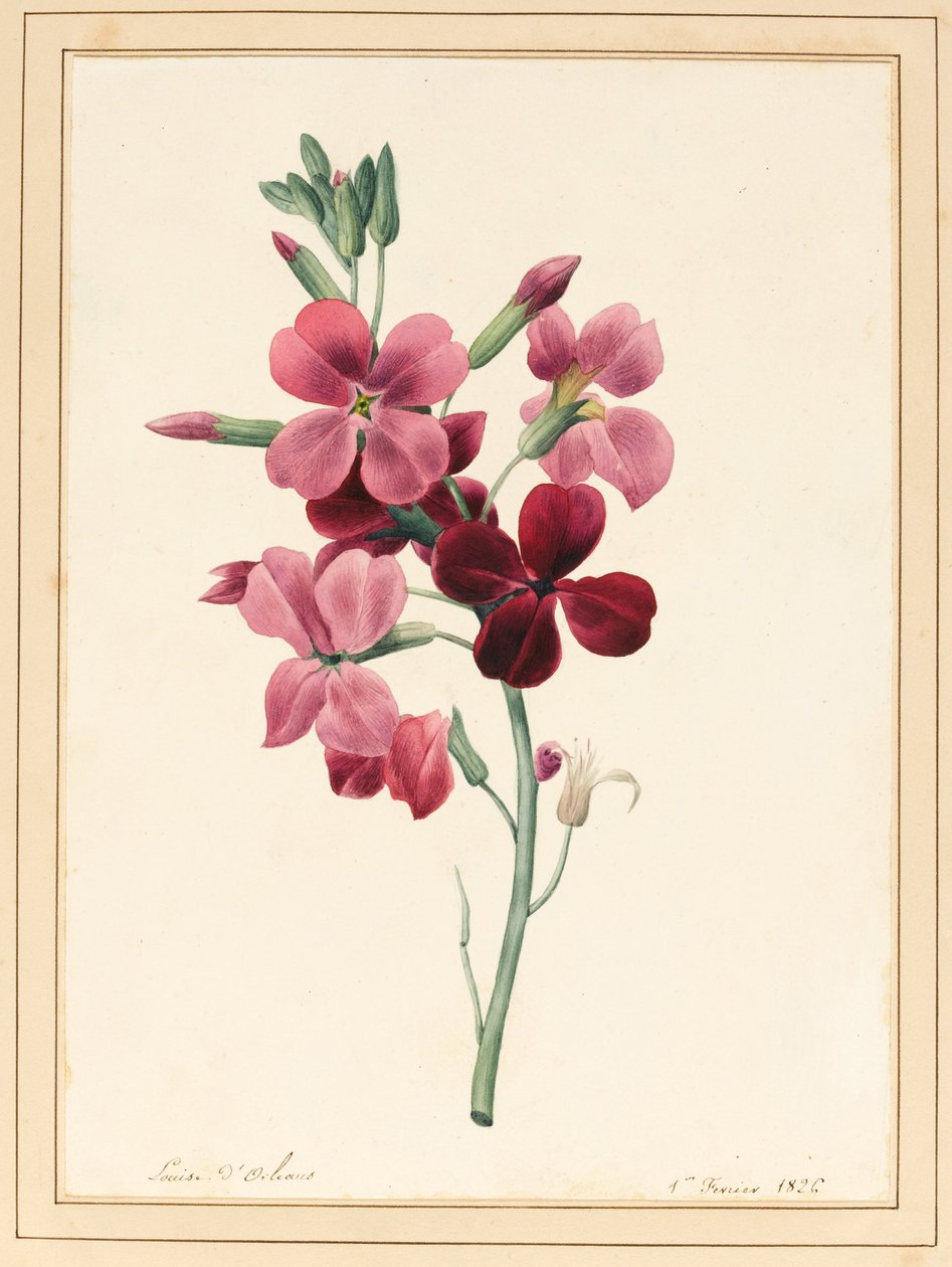Matthiola，股票，1826年（wc，纸上有一些体色） 作者 路易丝·多林斯