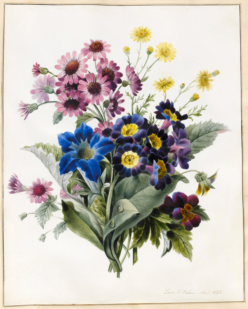 混合花卉，Aster sp。，Auricula，Rogwort，Viola，Campanula，Gentiana Acaulis，1828（wc与牛皮纸上的一些bodycolour） 作者 路易丝·多林斯