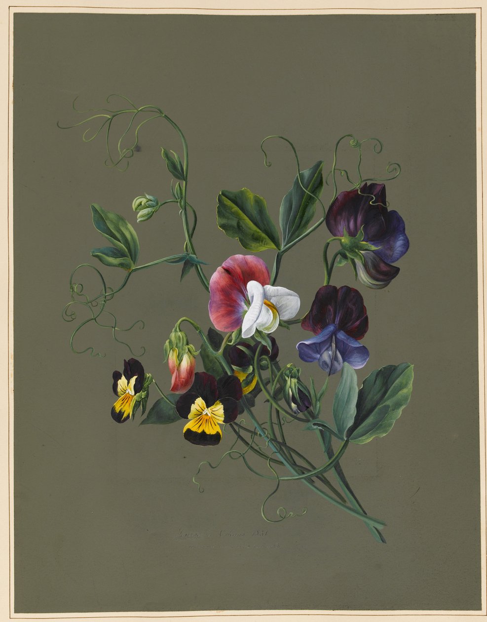 甜豌豆（Quitro）和中提琴，1830年（wc和bodycolour在纸上准备好的地面） 作者 路易丝·多林斯