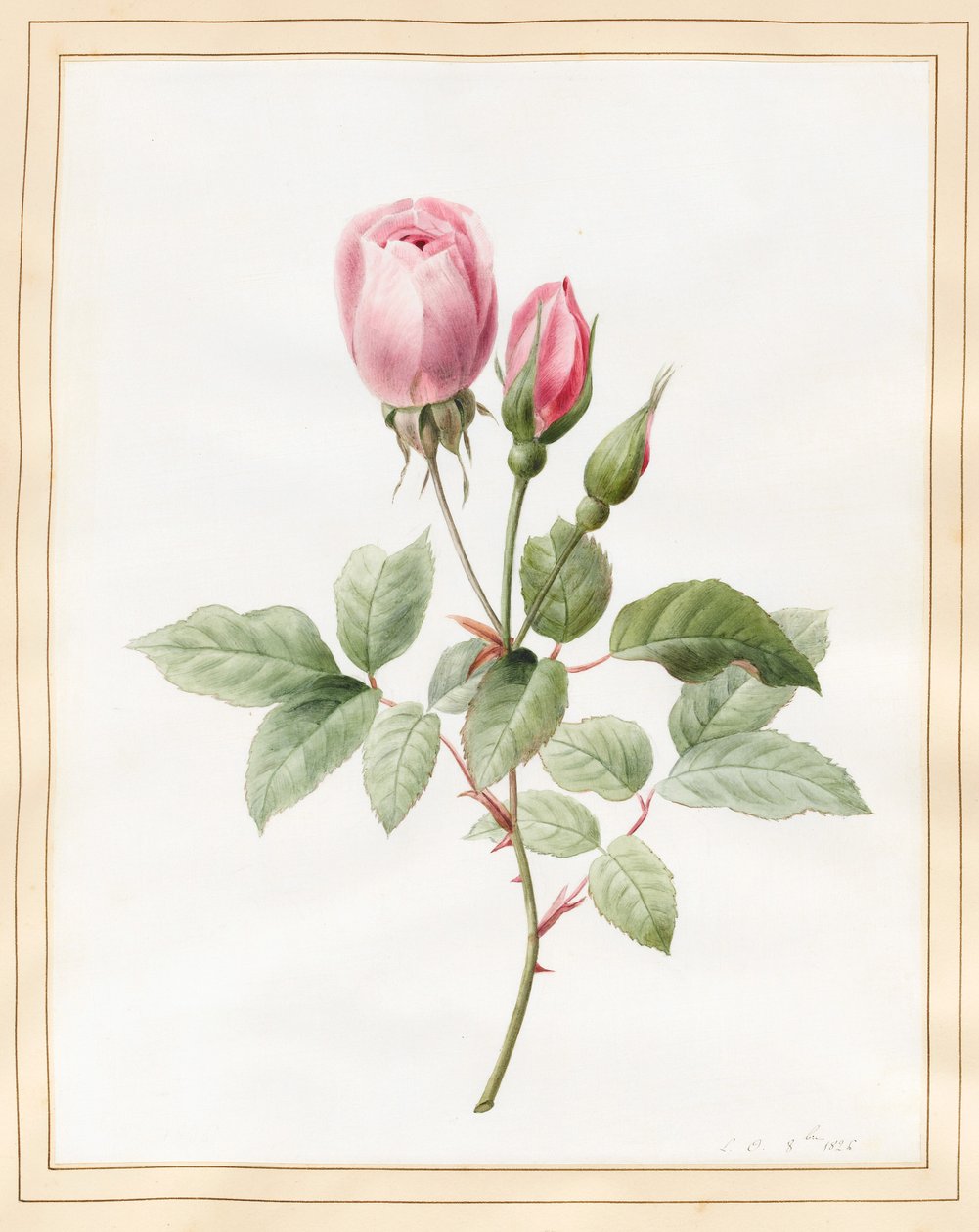 粉红玫瑰和芽，1826年（与牛皮纸上的一些体色） 作者 路易丝·多林斯