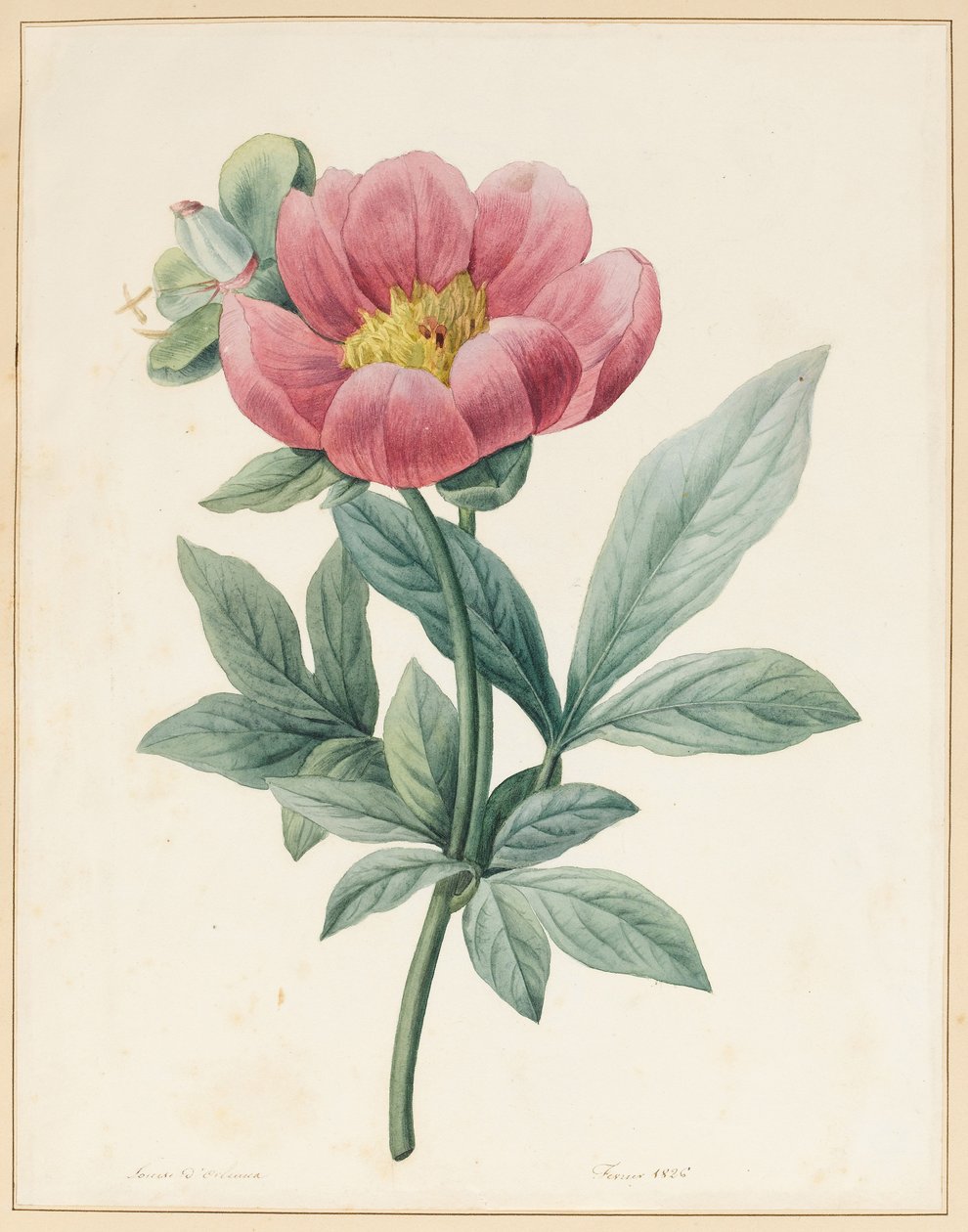 波科诺男，Herbacious，1826 作者 路易丝·多林斯