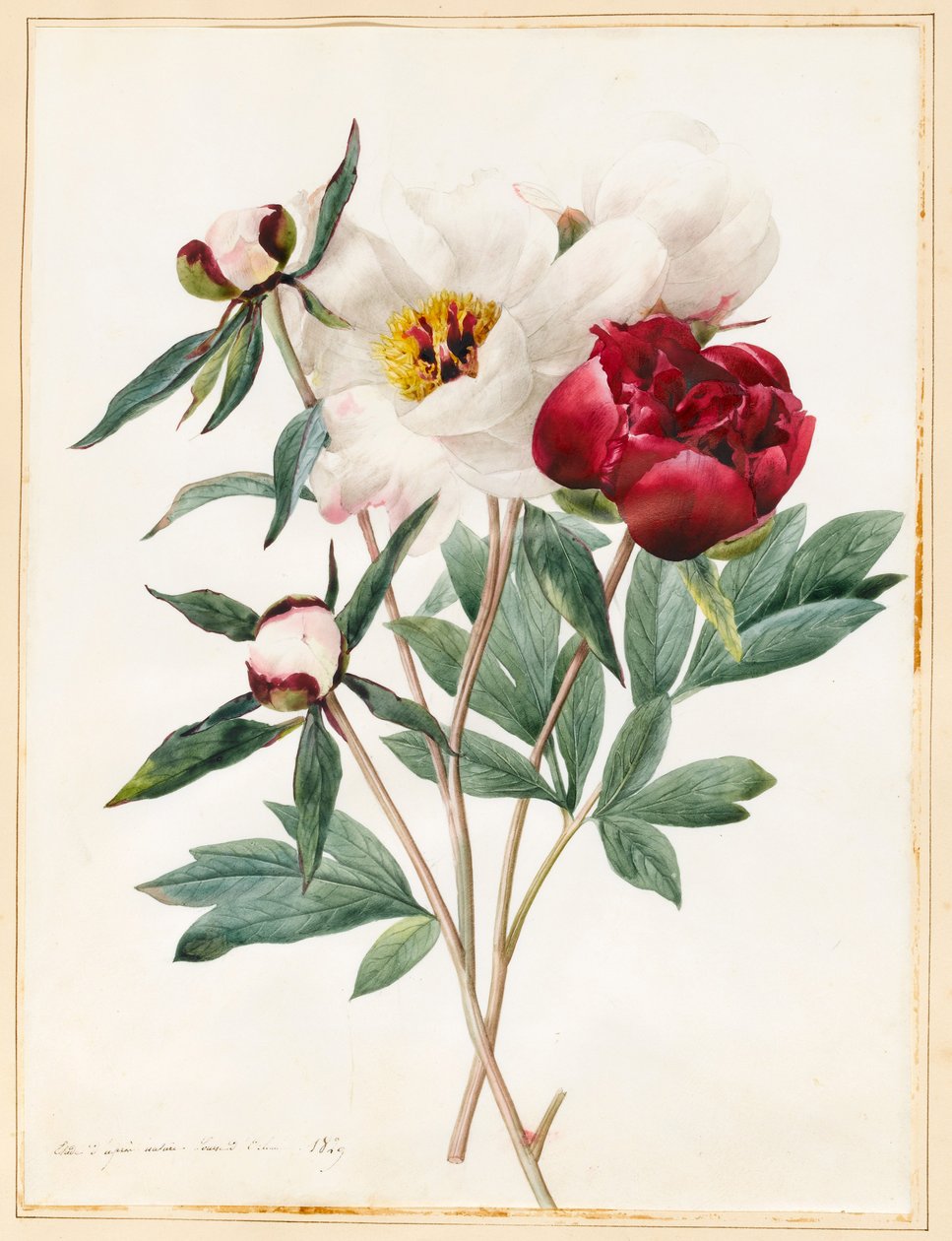 红色和白色草本的Paeonies，1829年（wc与牛皮纸上的一些体色） 作者 路易丝·多林斯