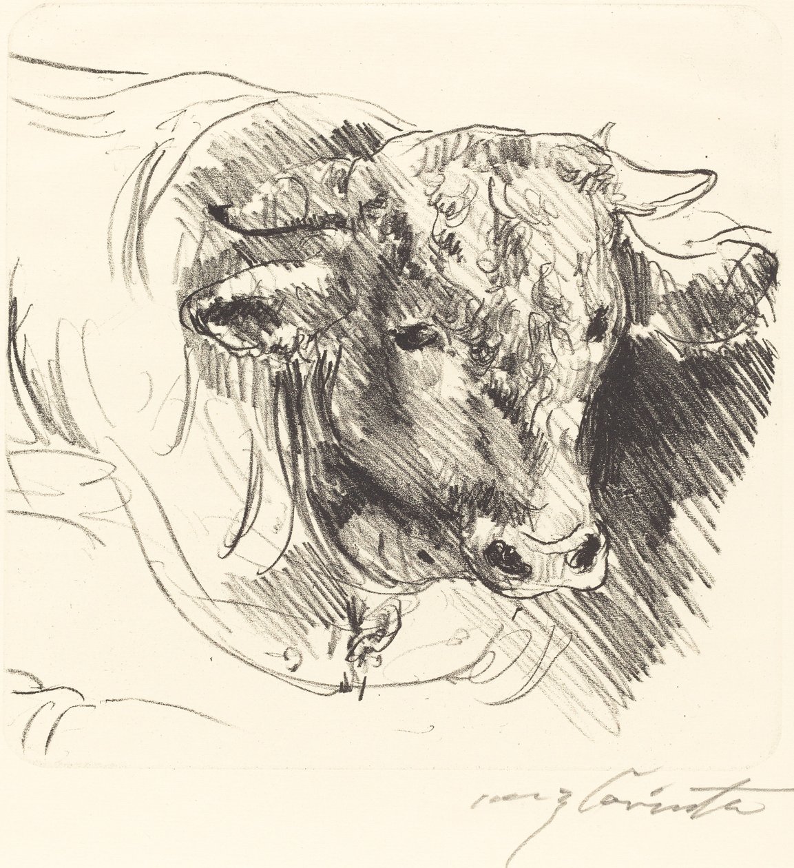 Stierkopf的牛头，1912年。 作者 洛维斯·科林斯（Lovis Corinth）