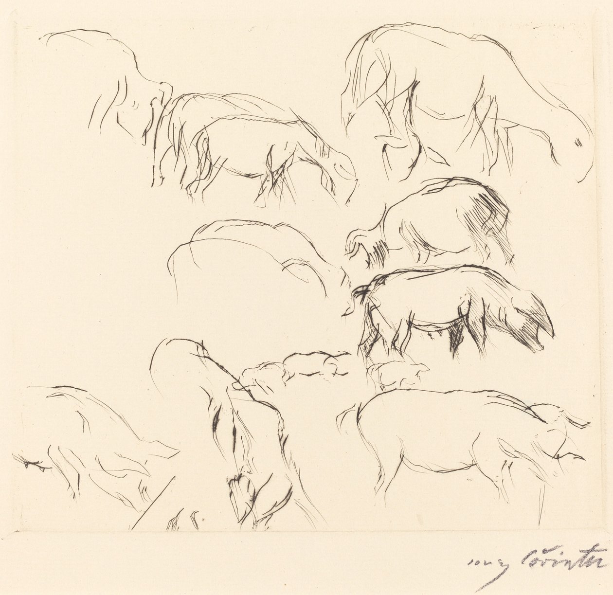 杂项动物研究 动物研究，1917年。 作者 洛维斯·科林斯（Lovis Corinth）