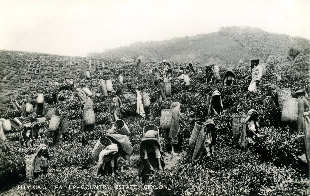 采茶，乡村庄园，锡兰，约 1900-1930 年（黑白照片） 作者 有限公司锡兰普拉特