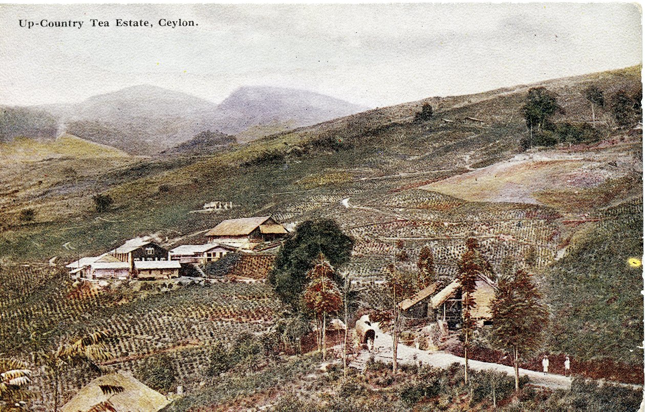 锡兰上游茶园，c.1900-20（手工彩色照片） 作者 有限公司锡兰普拉特