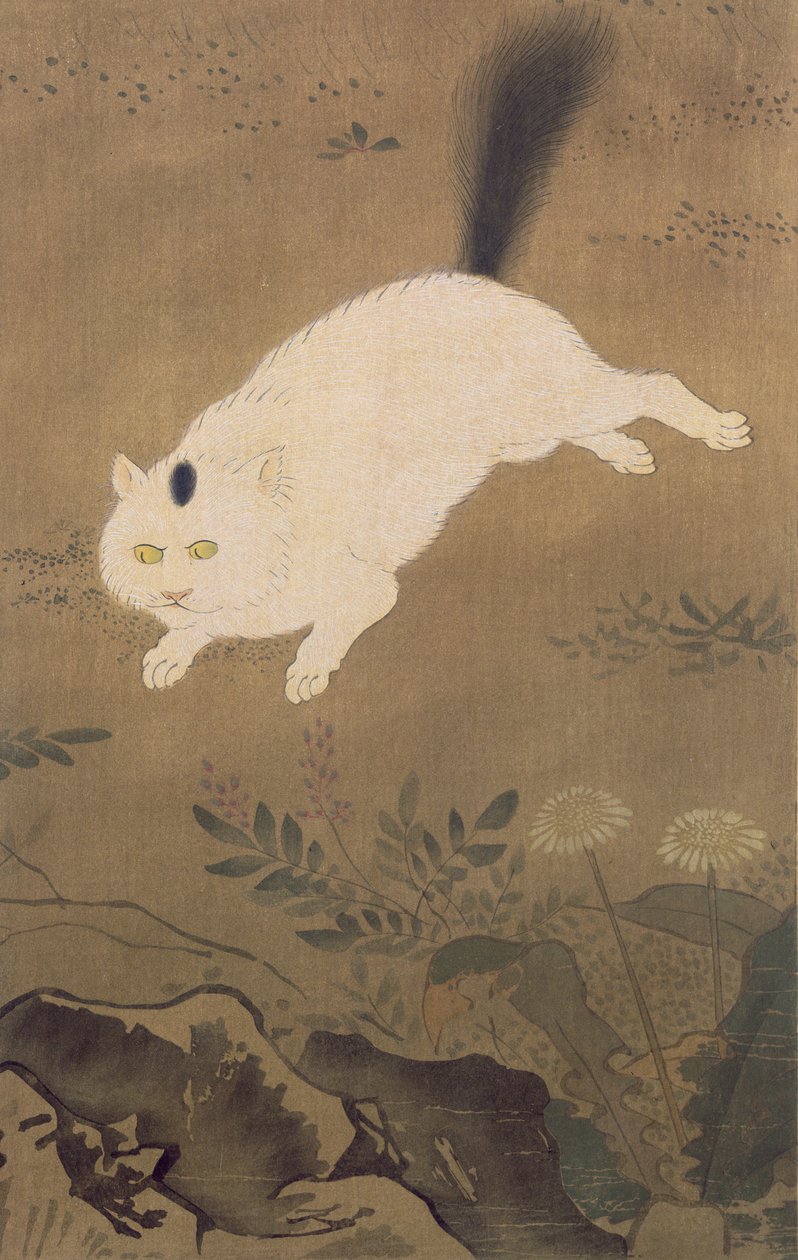 白猫，来自Kokka杂志的插图，发表于日本，1896-7 作者 陆吉
