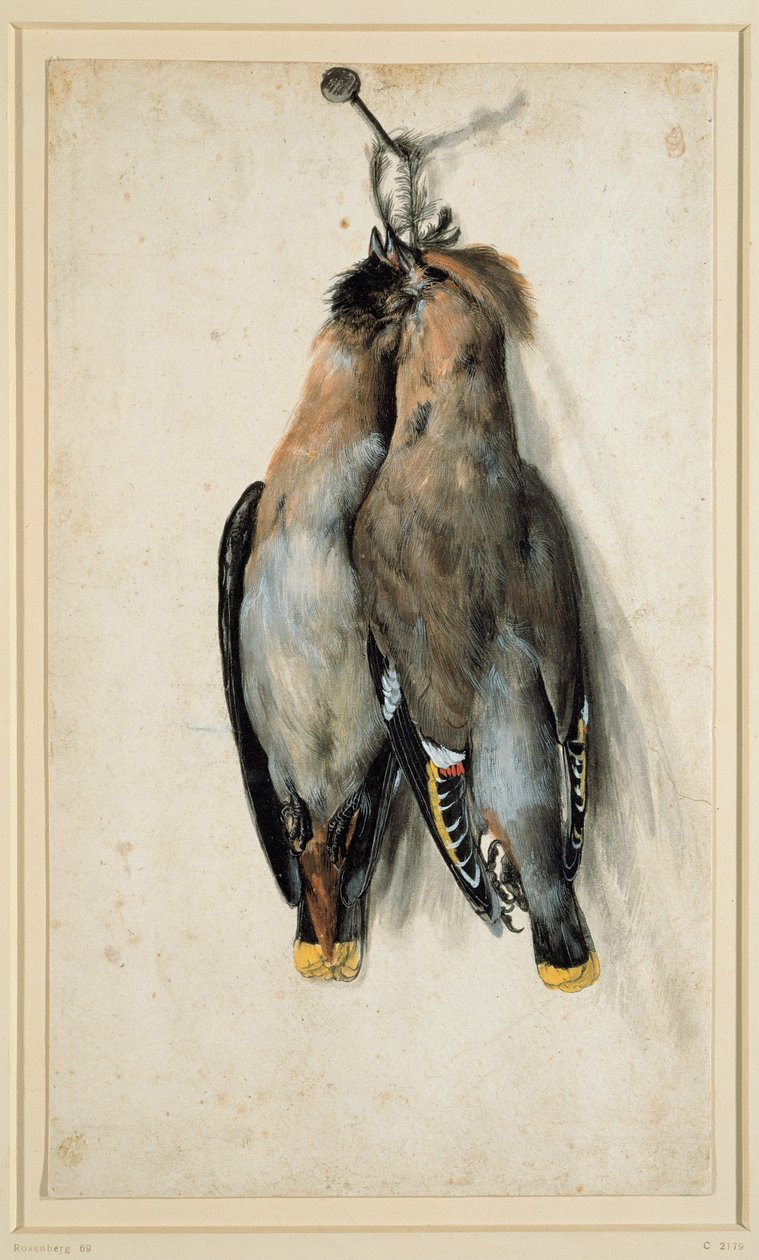 两个死波希米亚的Waxwings 作者 卢卡斯·克拉纳赫