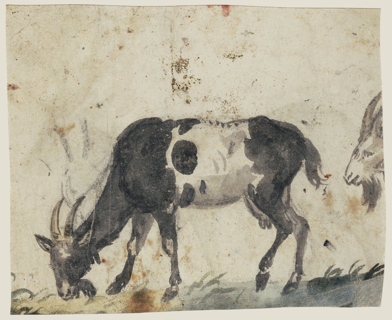 《山羊研究》（反面），c.1520-30（用黑色、灰色、绿色画笔和黑色粉笔画笔） 作者 老卢卡斯·克拉纳赫