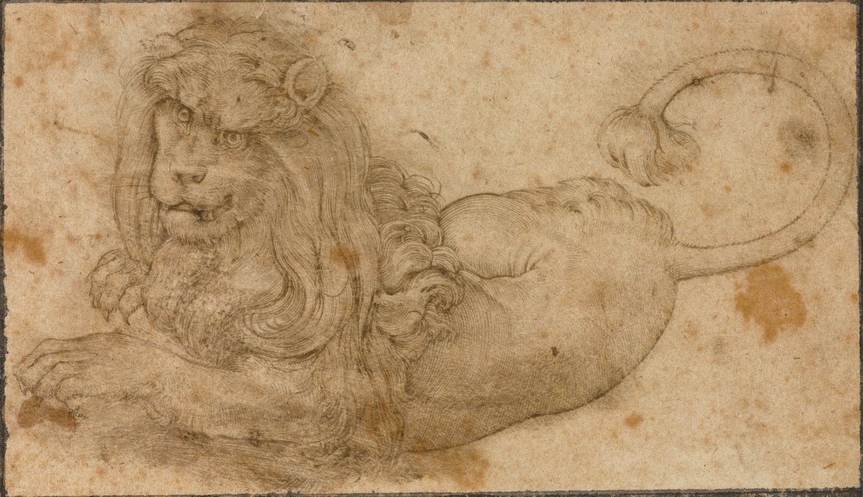 Study of a Lion 作者 老卢卡斯·克拉纳赫