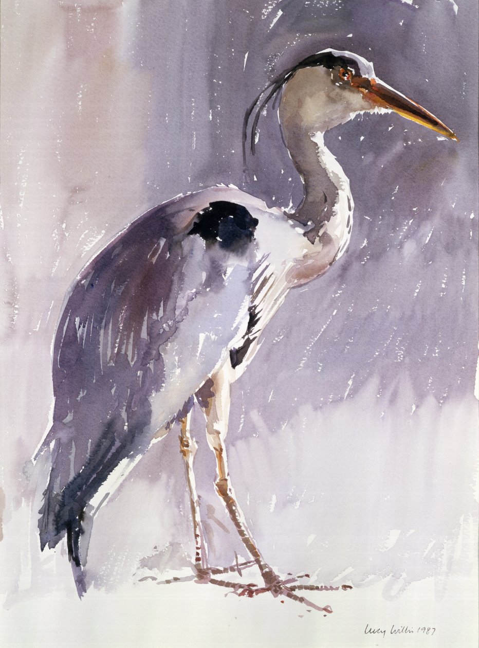 Gray Heron，1987（wc on paper） 作者 露西·威利斯