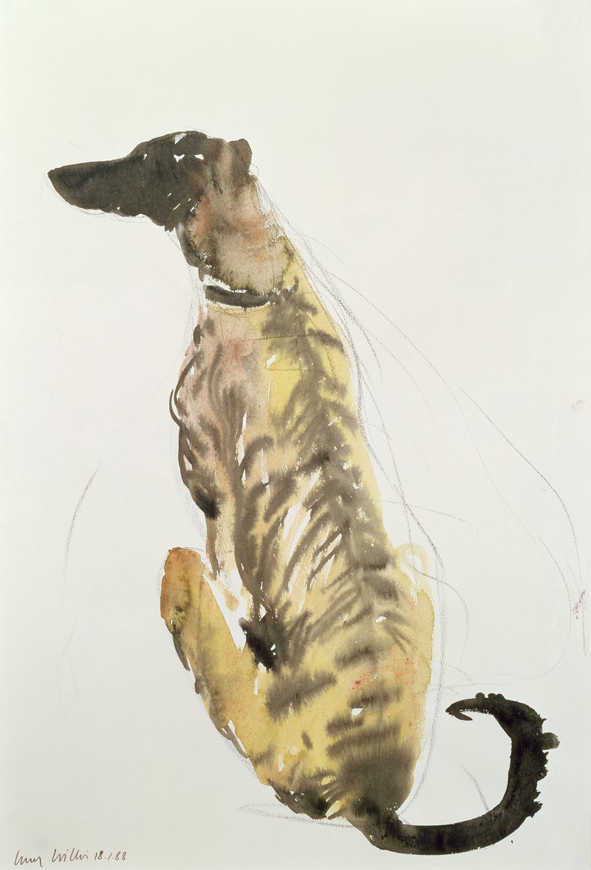 Lurcher Sitting，1988年（木炭和纸上的wc） 作者 露西·威利斯
