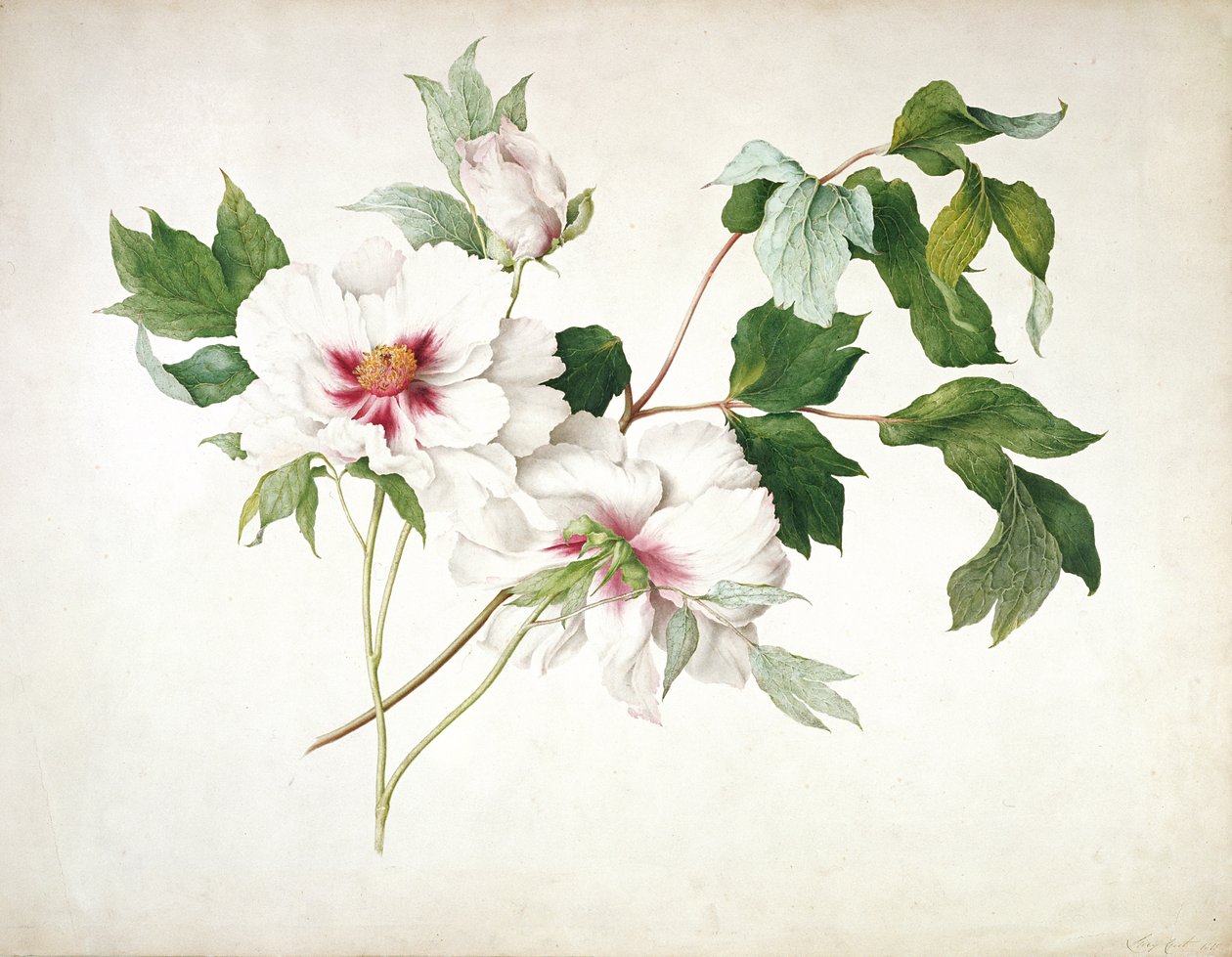 日本牡丹（Paeonia suffructicosa），1815年（wc，水粉，阿拉伯树胶在纸上铅笔） 作者 