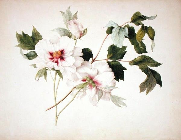 牡丹花（Paeonia suffruticosa 作者 露西·库斯特