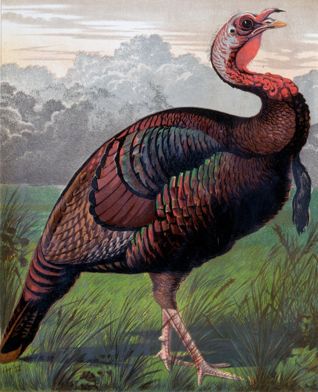 野生美国土耳其公鸡，来自Cassells Poultry Book的插图，由Vincent Brooks（1814-1885）Day＆Son雕刻 作者 拉德洛