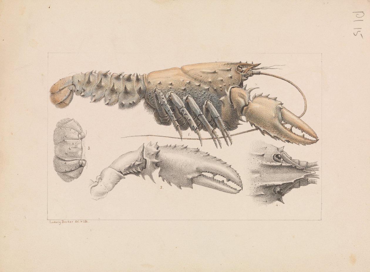 Murray Spiny Crayfish，Euastacus armatus 作者 路德维希·贝克尔