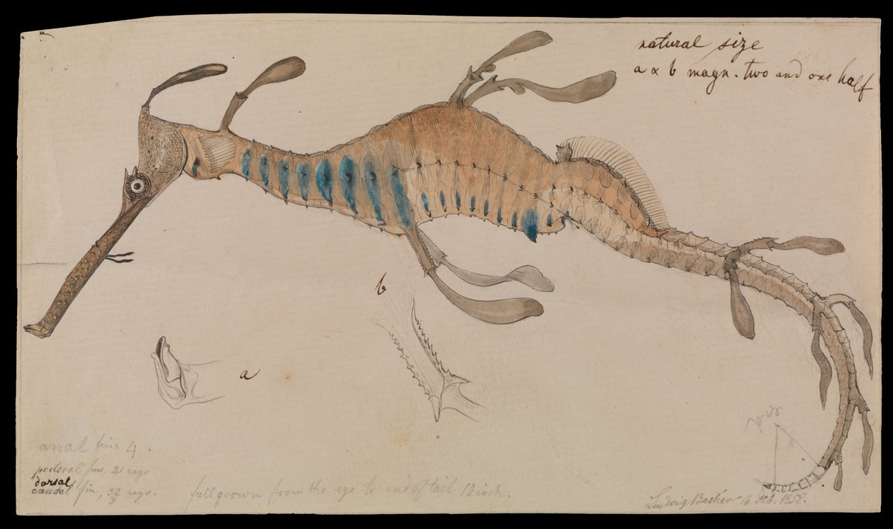 Weedy Seadragon，Phyllopteryx foliatus 作者 路德维希·贝克尔