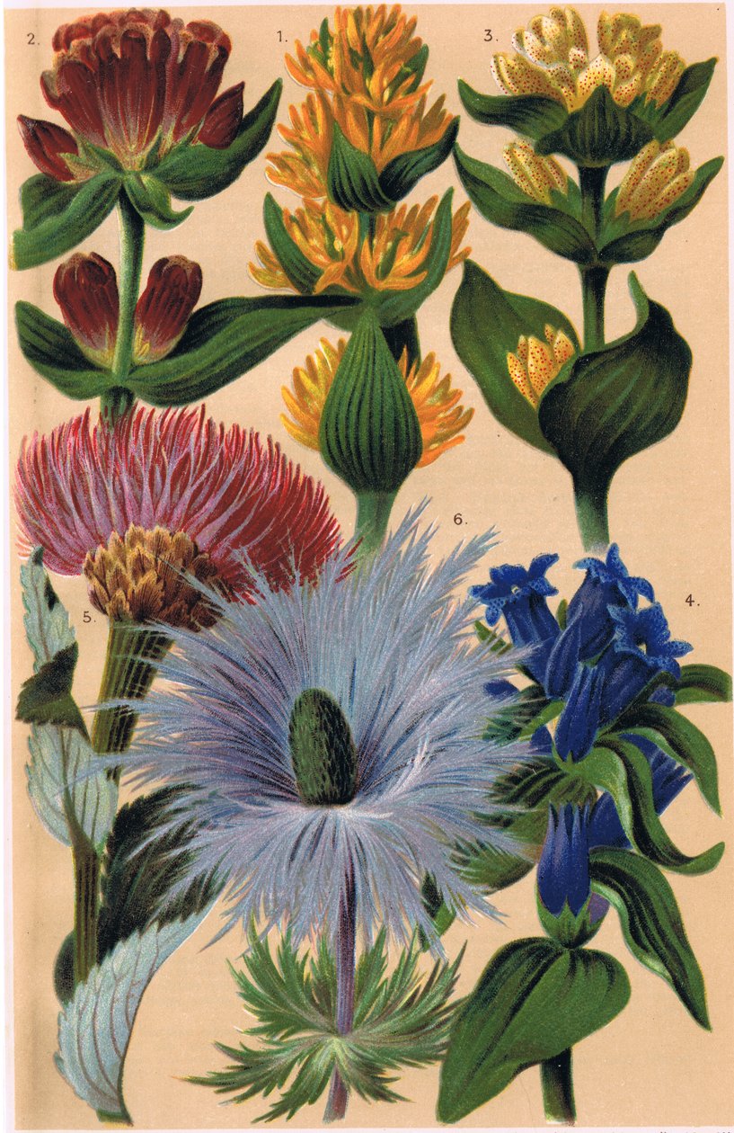 高山植物，来自CS Schroter教授的&39;Alpine Flora&39;插图，于1921年出版 作者 路德维希·施罗特（Ludwig Schroter）