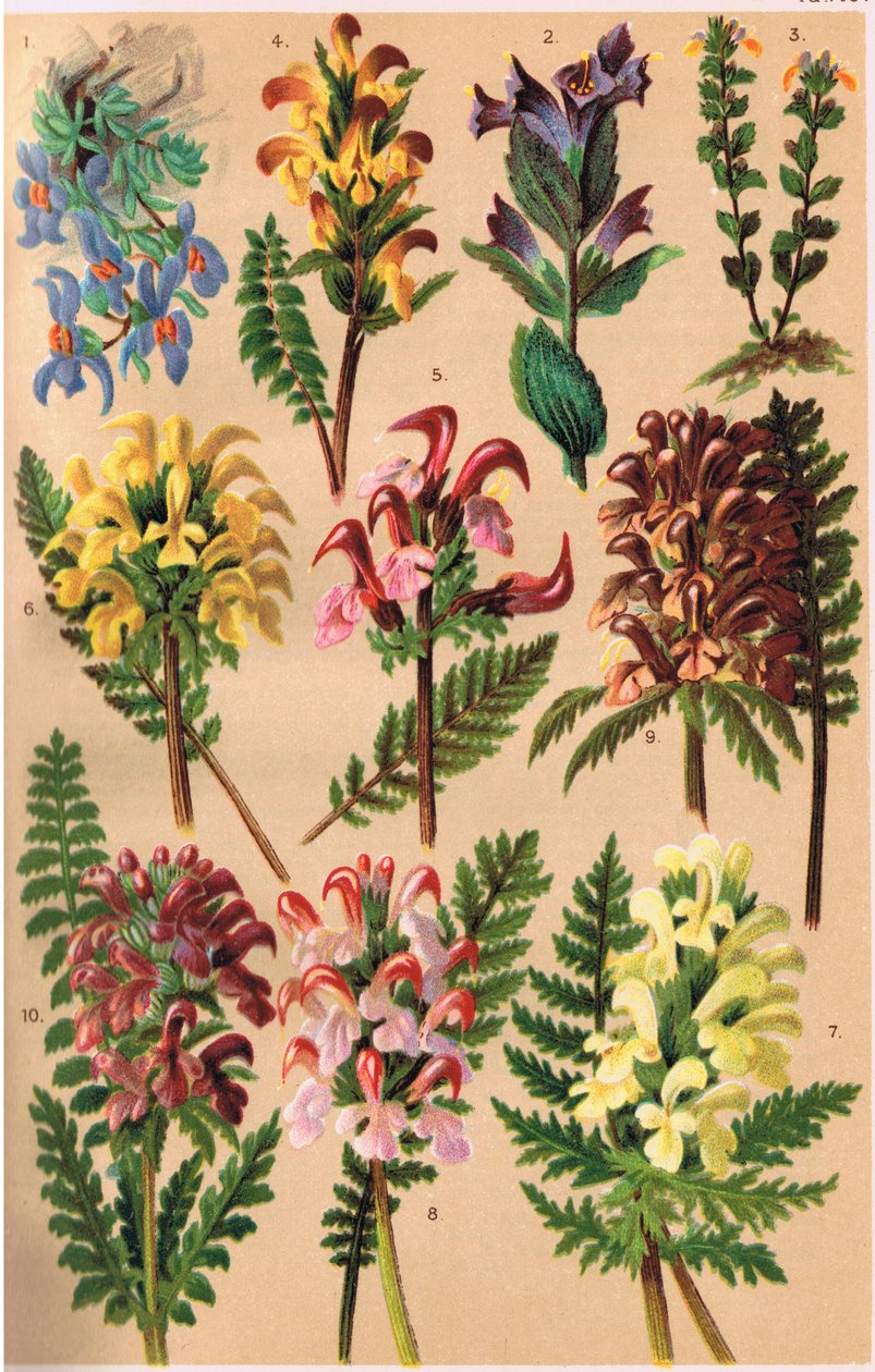 高山植物，来自CS Schroter教授的&39;Alpine Flora&39;插图，于1921年出版 作者 路德维希·施罗特（Ludwig Schroter）