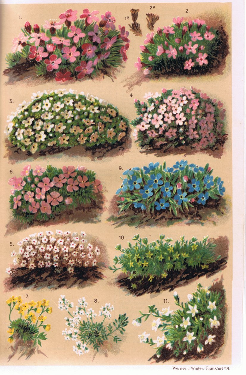 高山植物，来自CS Schroter教授的&39;Alpine Flora&39;插图，于1921年出版 作者 路德维希·施罗特（Ludwig Schroter）