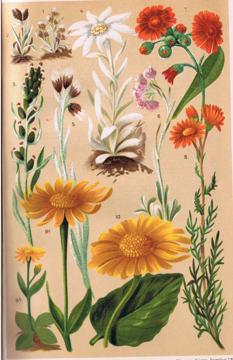 高山植物，来自CS Schroter教授的&39;Alpine Flora&39;插图，于1921年出版 作者 路德维希·施罗特（Ludwig Schroter）