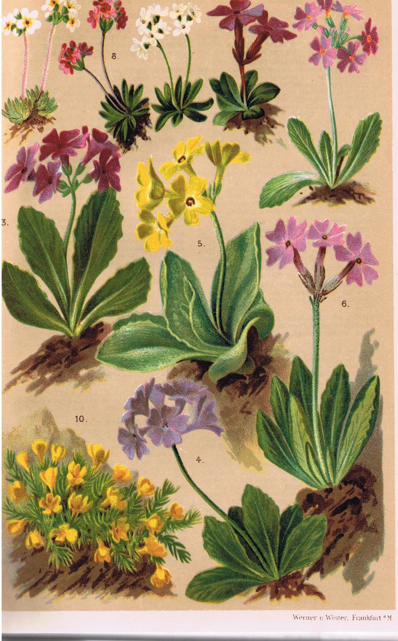 高山植物，来自CS Schroter教授的&39;Alpine Flora&39;插图，于1921年出版 作者 路德维希·施罗特（Ludwig Schroter）