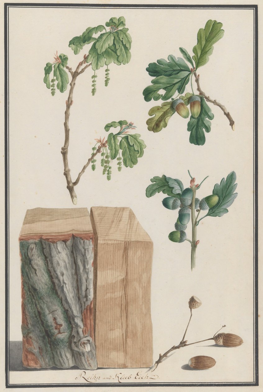 英国橡树Quercus robur的花、果实和树干研究，1788年。 作者 路德维希·普莱格