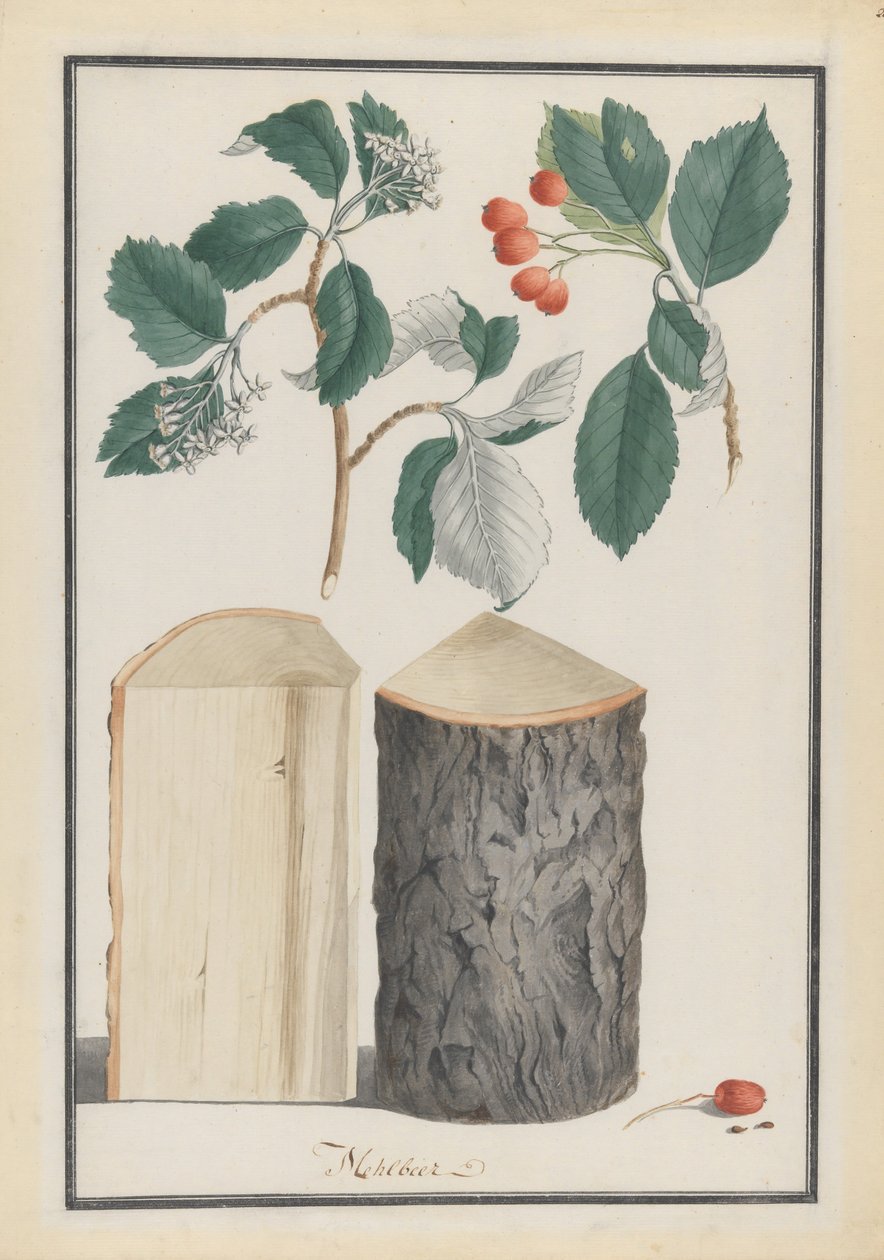 白头翁的叶子、花、果实和树干的研究 山梨亚属Aria，1788。 作者 路德维希·普莱格