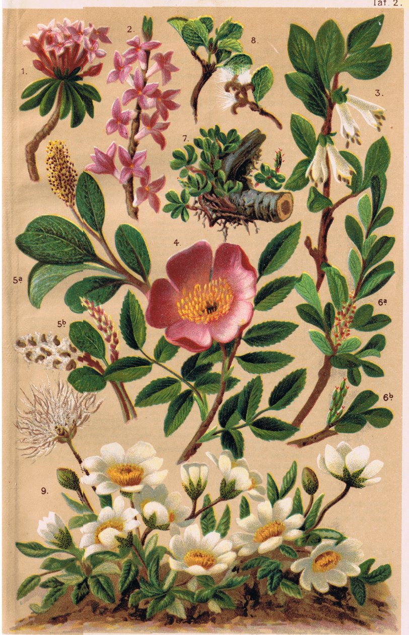 高山植物，来自CS Schroter教授的&39;Alpine Flora&39;插图，于1921年出版 作者 路德维希·施罗特（Ludwig Schroter）