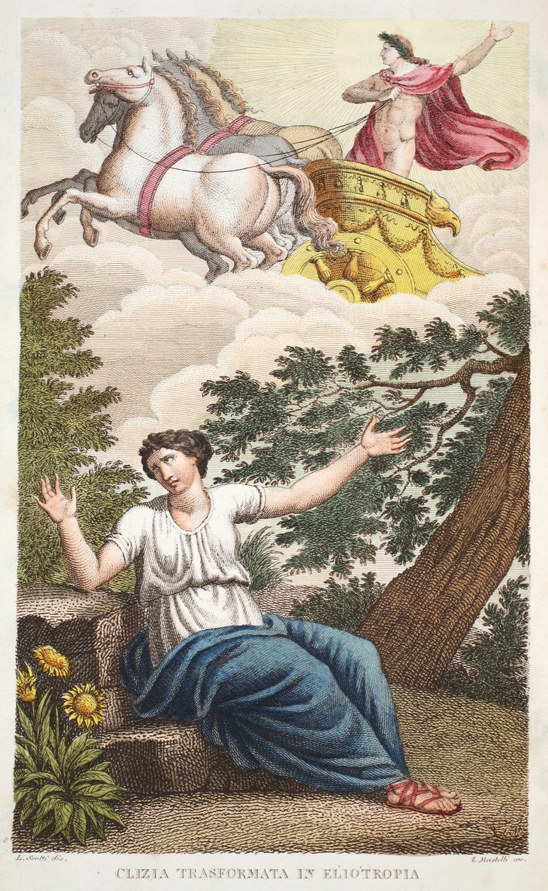 Clytie成为花或Clizia Transformata的Eliotropia，第四册，插图来自奥维德的变形，佛罗伦萨，1832年（手工彩色雕刻） 作者 路易吉·阿德莫洛