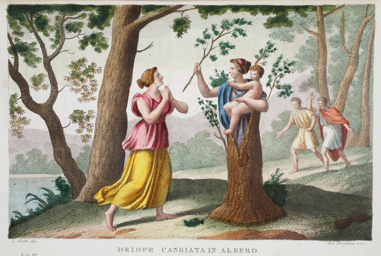 Dryope成树或Driope cangiata在albero，第九册，插图来自Ovid&39;s Metamorphoses，佛罗伦萨，1832年（手工彩色雕刻） 作者 路易吉·阿德莫洛