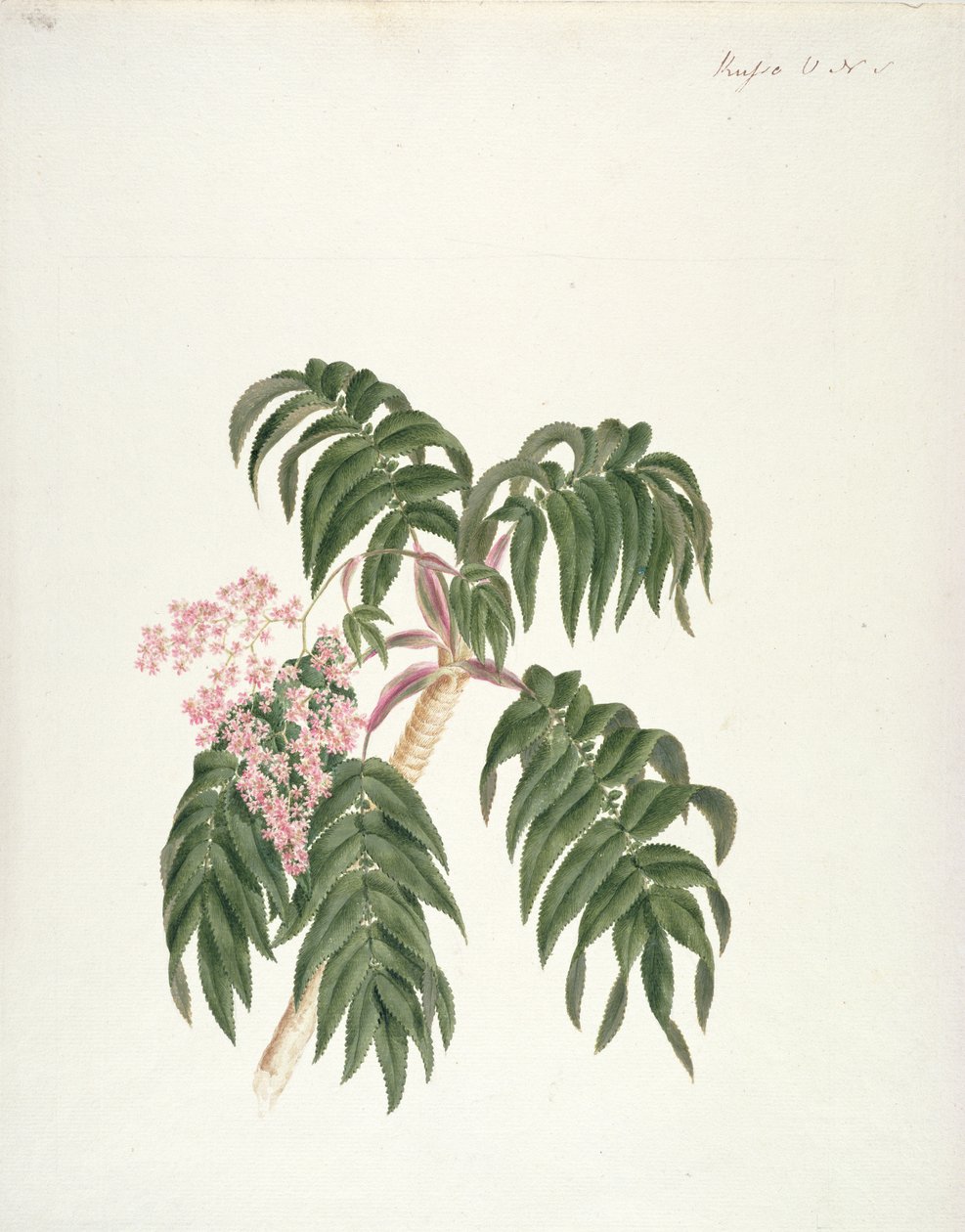 Cusso或Banbesia;阿比西尼亚（叶子和花）（纸上的石墨上的水粉和水粉） 作者 路易吉·巴鲁加尼（Luigi Balugani）