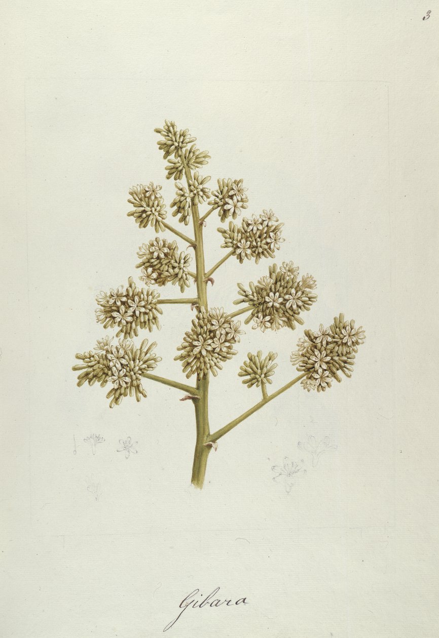 Gibara，四十一植物图纸与笔记（石墨，wc和bc在纸上）的插图 作者 路易吉·巴鲁加尼（Luigi Balugani）