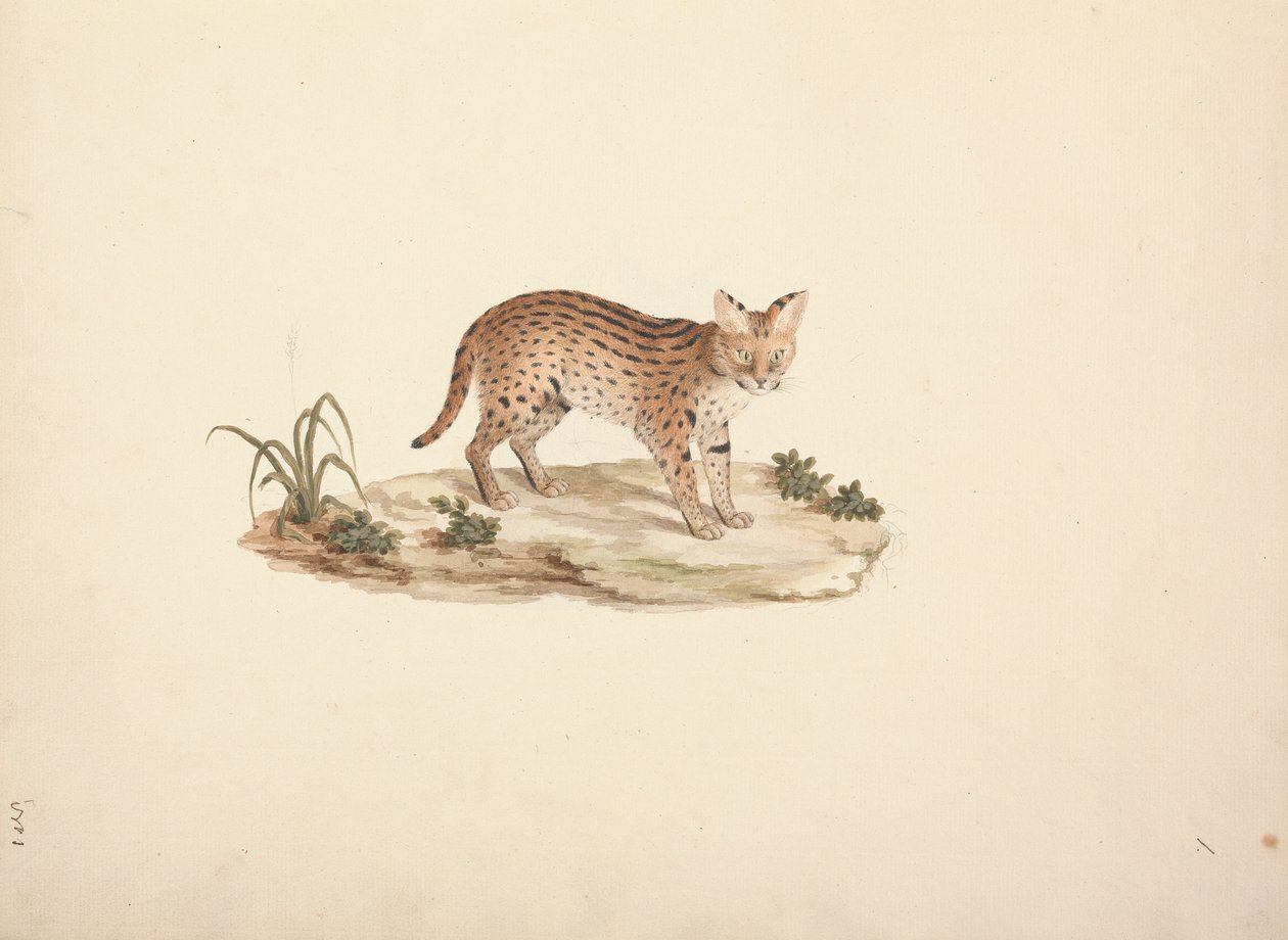 非洲野猫或薮猫 作者 路易吉·巴鲁加尼（Luigi Balugani）