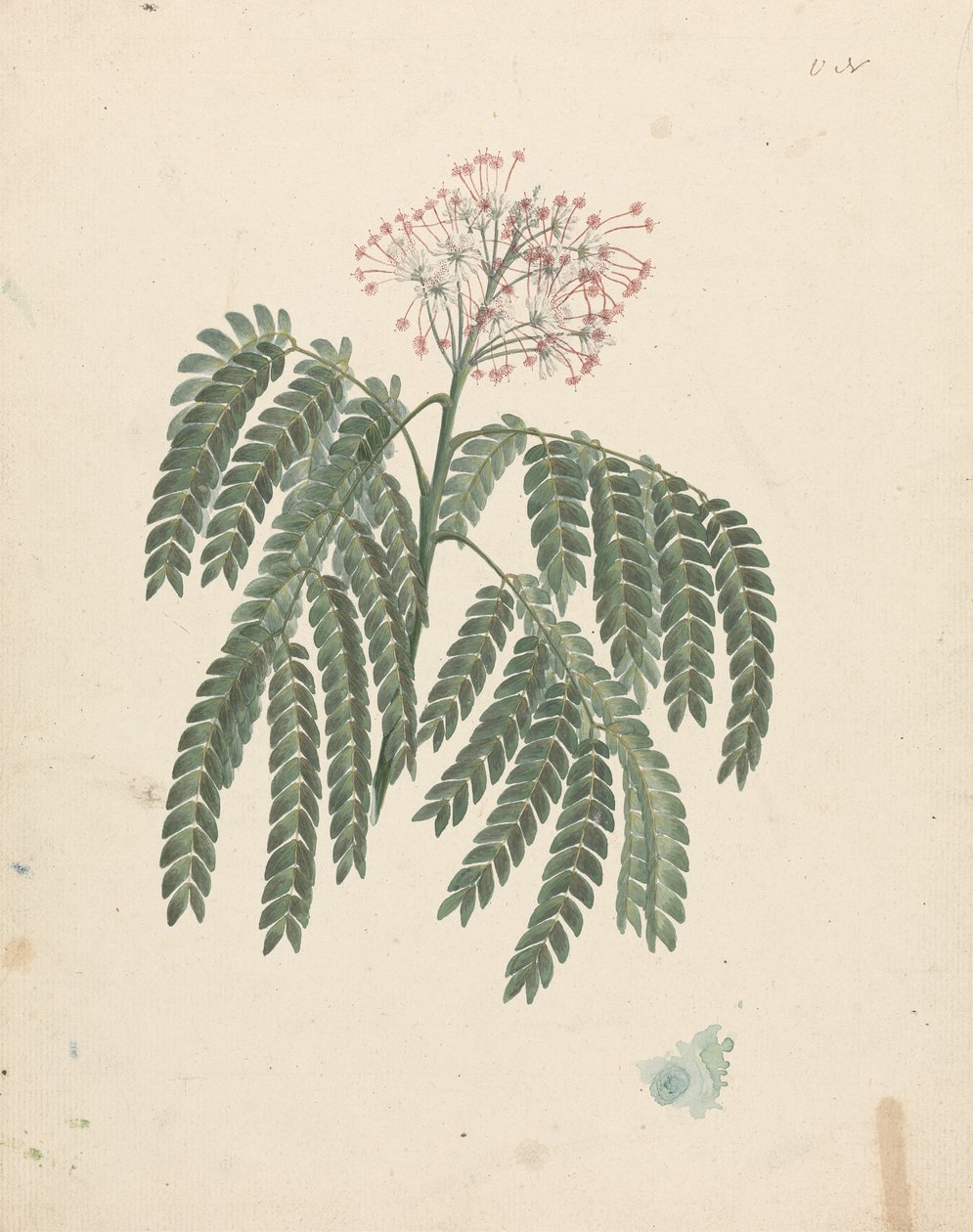 合欢 (J.F.Gmel.) C.A. SM。 （合欢树软糖）：花头略有变化的成品图 作者 路易吉·巴鲁加尼（Luigi Balugani）