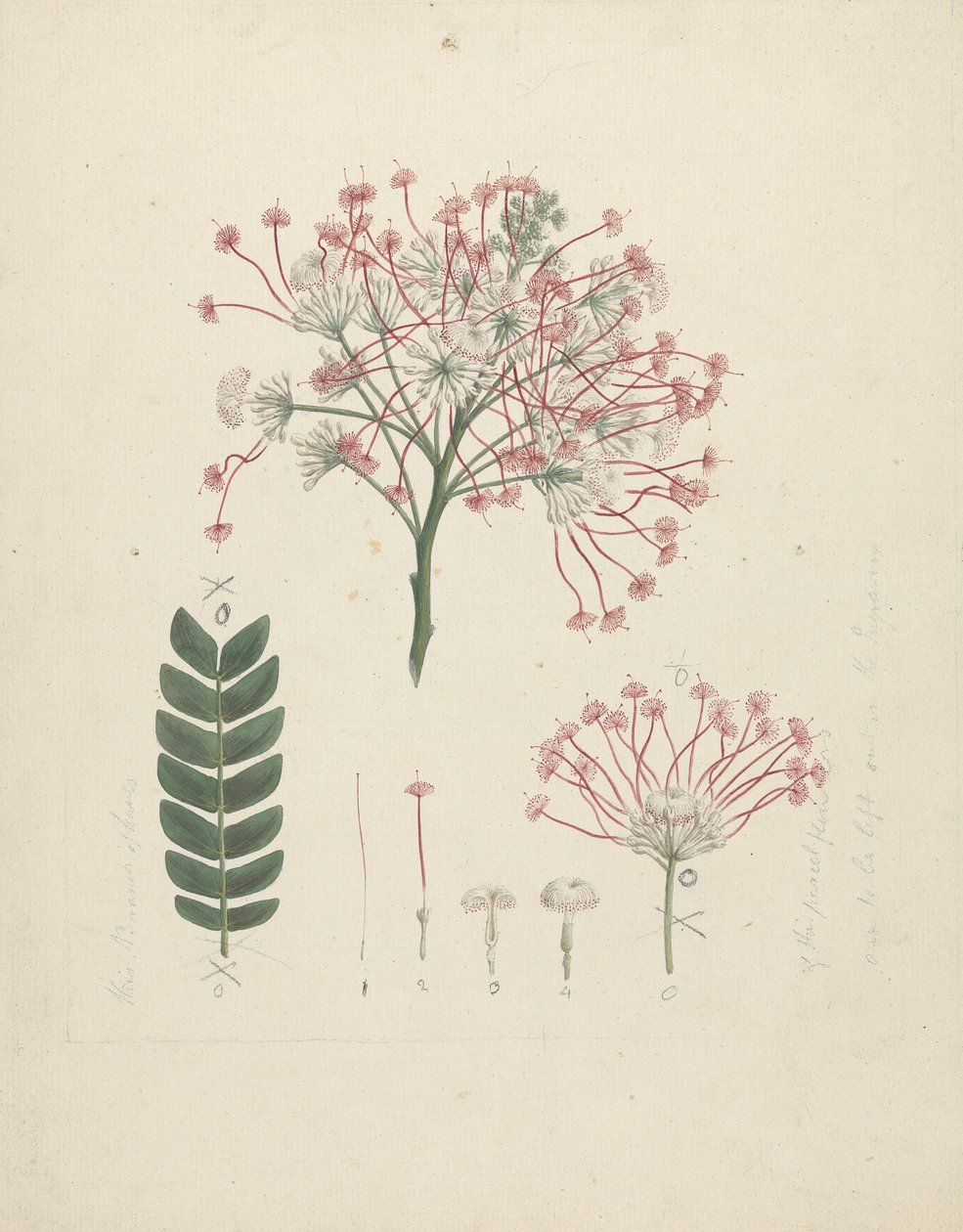 Albizia gummifera (J.F. Gmel.) C.A. Sm.(胶糖杏树）：嫩枝花头的完成图，附花序、小花和叶片的细节 作者 路易吉·巴鲁加尼（Luigi Balugani）
