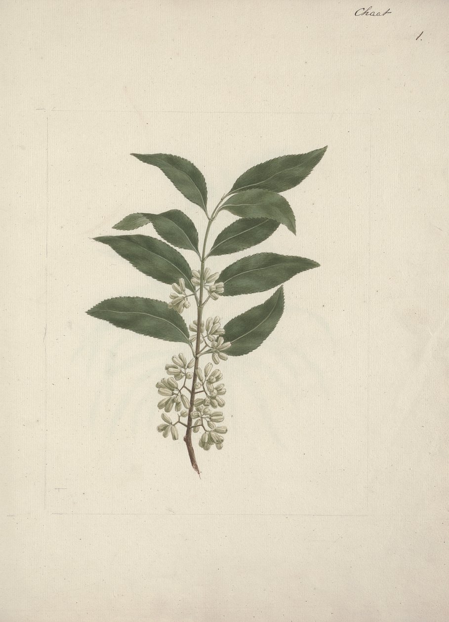 卡塔美味叉子。 (khat): 成品图 作者 路易吉·巴鲁加尼（Luigi Balugani）