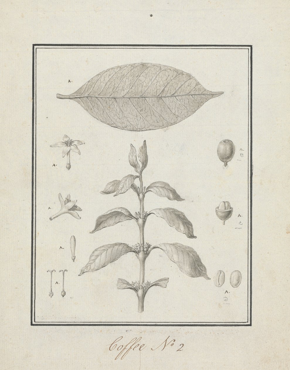 Coffea arabica L.（阿拉比卡咖啡）：叶状嫩枝的成品图，以及花、叶和果实的细节 作者 路易吉·巴鲁加尼（Luigi Balugani）