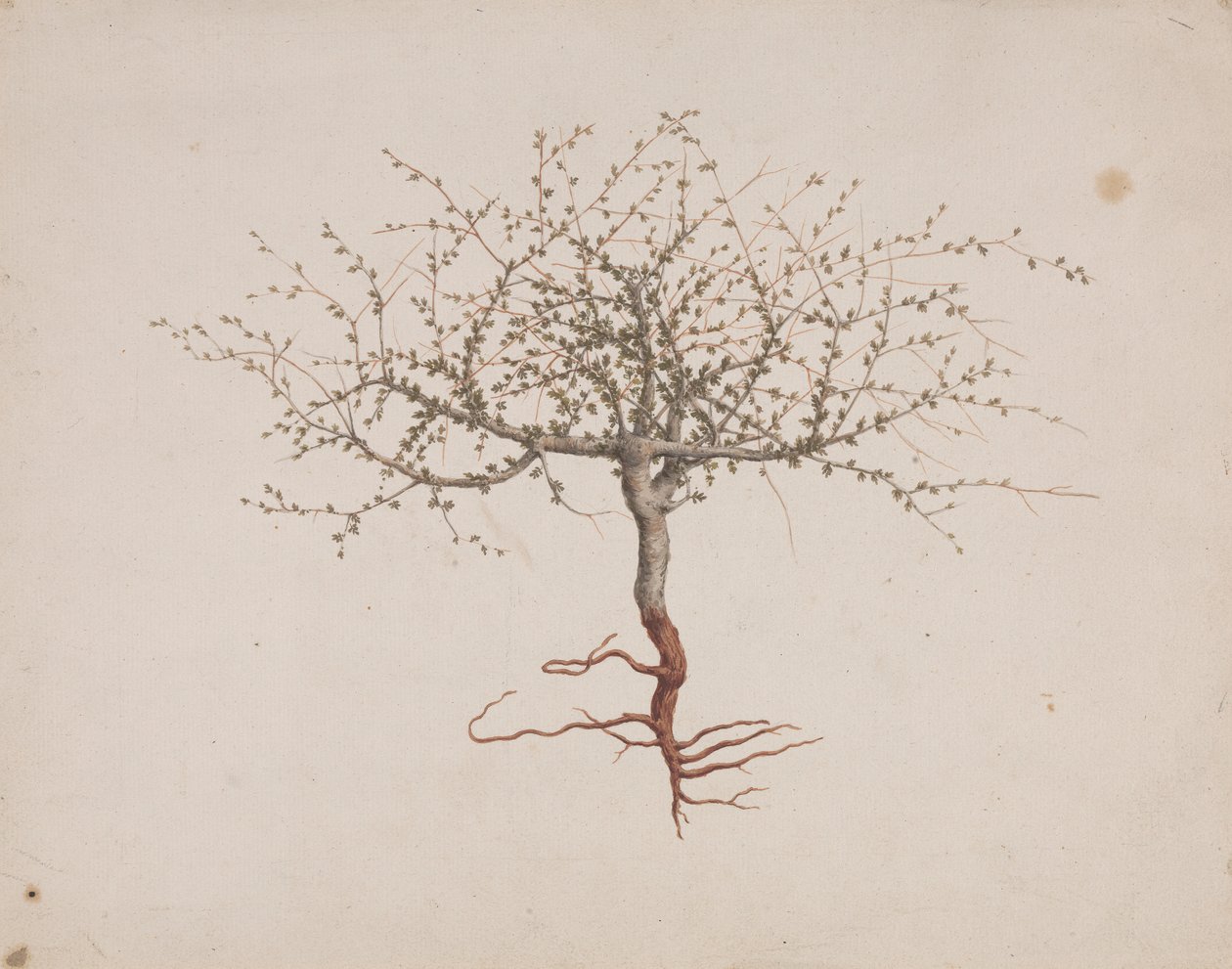 吉利德没药 (Commiphora gileadensis (L.) C. Chr.) （基列香脂，Opobalsam）：完成绘制树的习性（带根） 作者 路易吉·巴鲁加尼（Luigi Balugani）