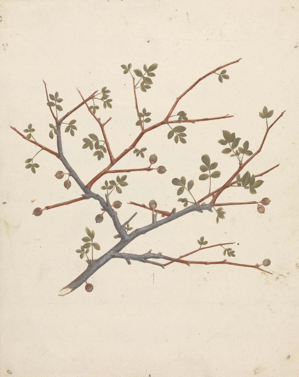 吉利德没药 (Commiphora gileadensis (L.) C. Chr.) （基列香脂，Opobalsam）：果枝的成品图 作者 路易吉·巴鲁加尼（Luigi Balugani）