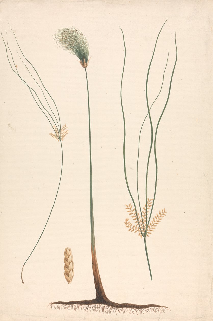 Cyperus papyrus L.（纸莎草）：蒸汽和花头的成品图，左右花序细节 作者 路易吉·巴鲁加尼（Luigi Balugani）
