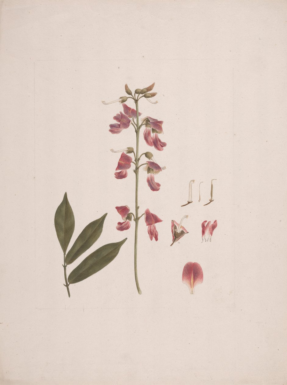 Millettia ferruginea (Hochst.) Baker：已完成的绘图，排除了一些细节 作者 路易吉·巴鲁加尼（Luigi Balugani）