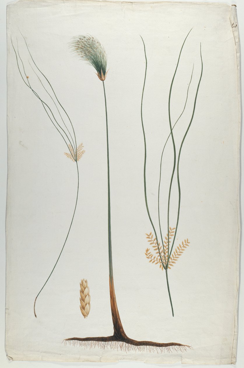纸莎草（植物和根细节），在詹姆斯·阿比西尼亚·布鲁斯（1730-94）之后（纸上的石墨） 作者 路易吉·巴鲁加尼（Luigi Balugani）