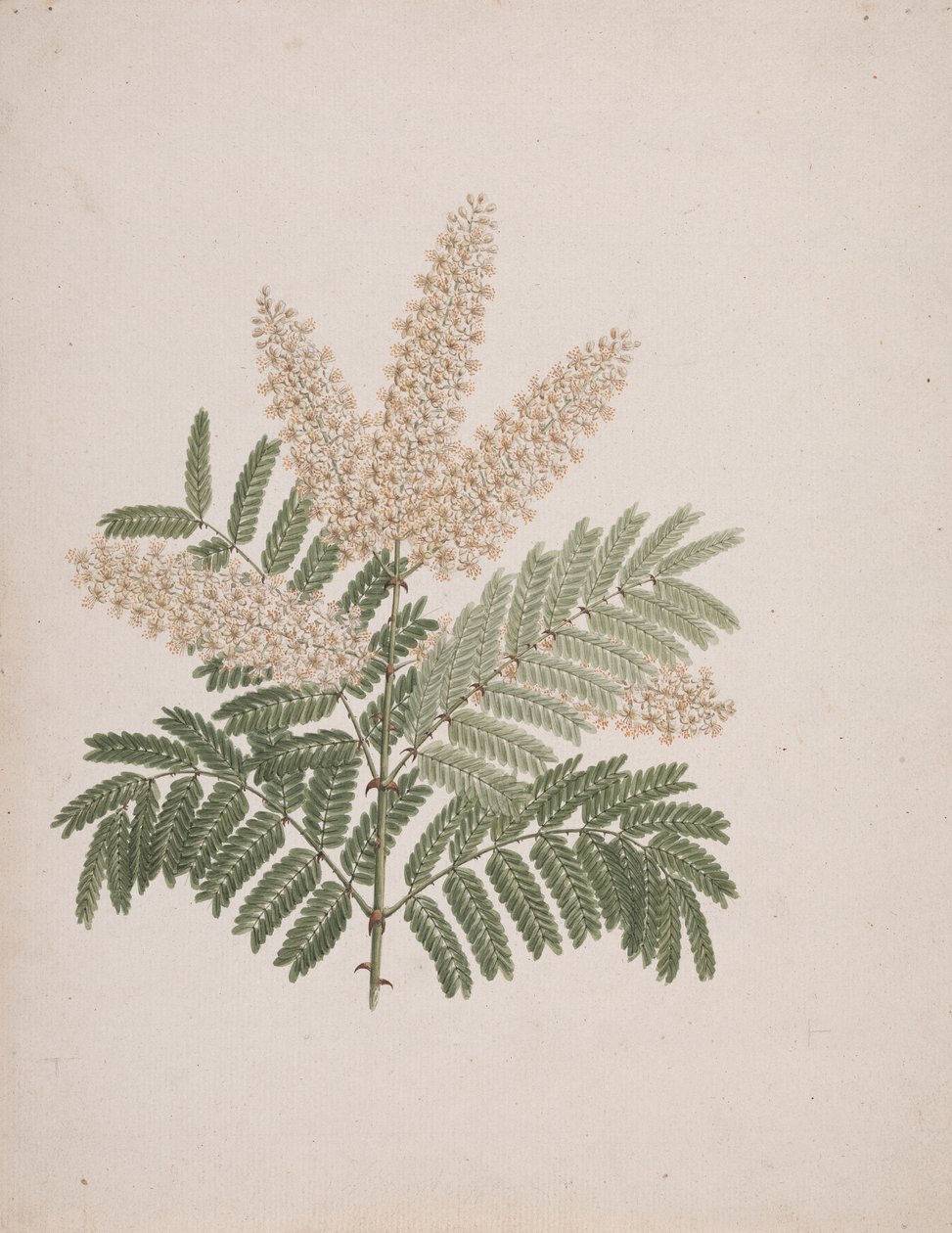 Pterolobium stellatum (Forssk)：绘制完成 作者 路易吉·巴鲁加尼（Luigi Balugani）